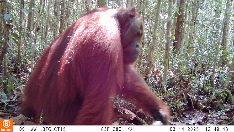 Camera Trap Image of an orangutan at the Gerbang Barito REDD+ Project