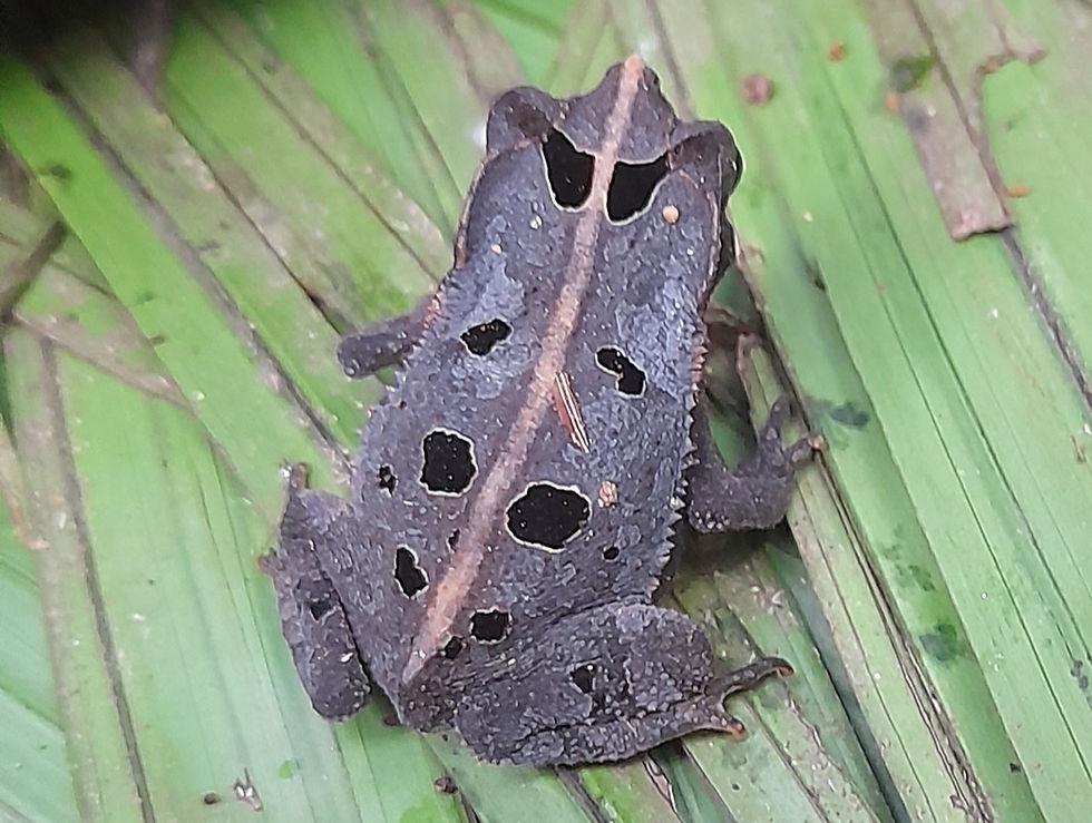 A toad (Rhinella sp.) in Colombia