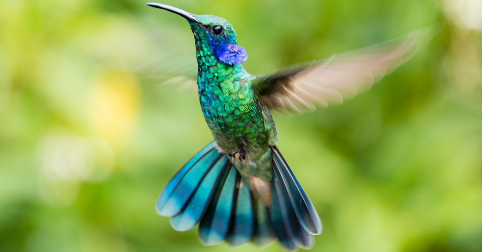 hummingbird flying