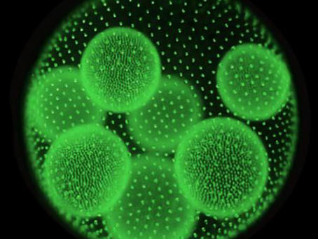 Cyanobacteria are very popular health foods. CyanoCapture can encapsulate peptides and proteins inside them to make them therapeutic.