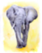 Elephant in Yellow Watercolour Event