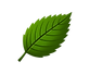 a green hornbeam leaf
