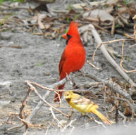 Cardenal rojo
