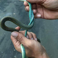 Serpiente arcoiris