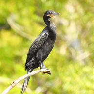 Cormoran o pato buzo