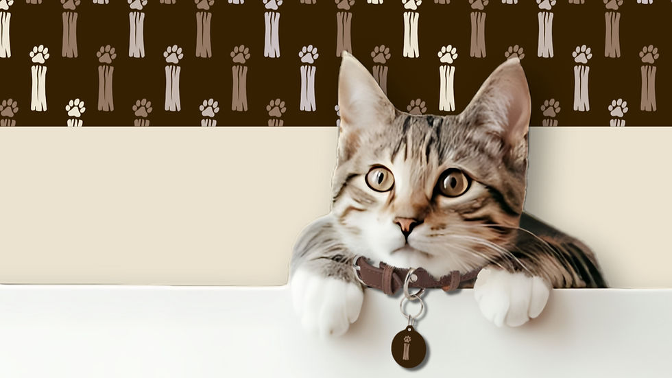 Tails Villa Cat
