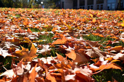 Fall Time Leaves