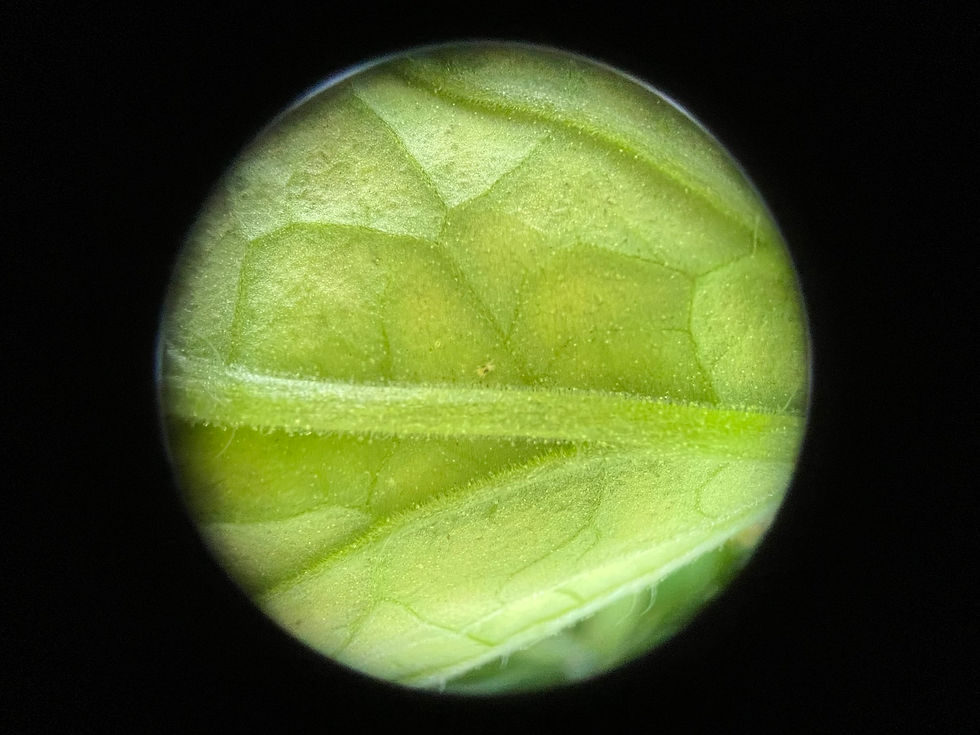 Hình thu nhỏ: Tinh dầu Bạc Hà dùng trong nông nghiệp