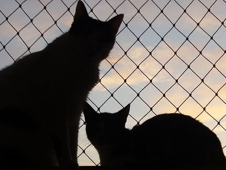 Kedi sinekliği nasıl olmalıdır