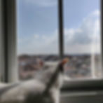 Küçük resim: İçeri Açılır Kedi Sinekliği