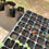 Thumbnail: Be Grow Media Tanam 1 Kg