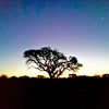 tree.JPG