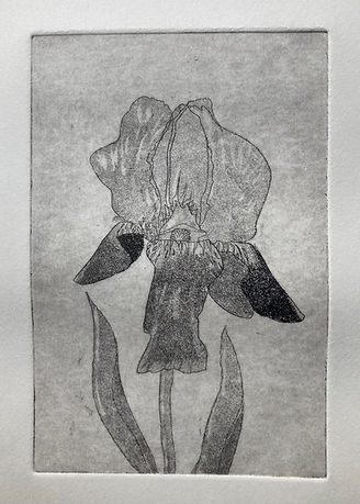 Radierung "Iris I"