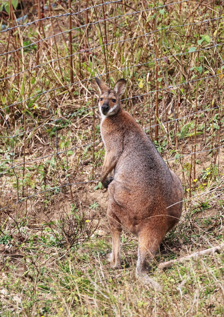 Wildlife at Pappinbarra River