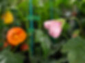 Contact us for plants of all varieties at Plantastic Nursery Taree.jpg