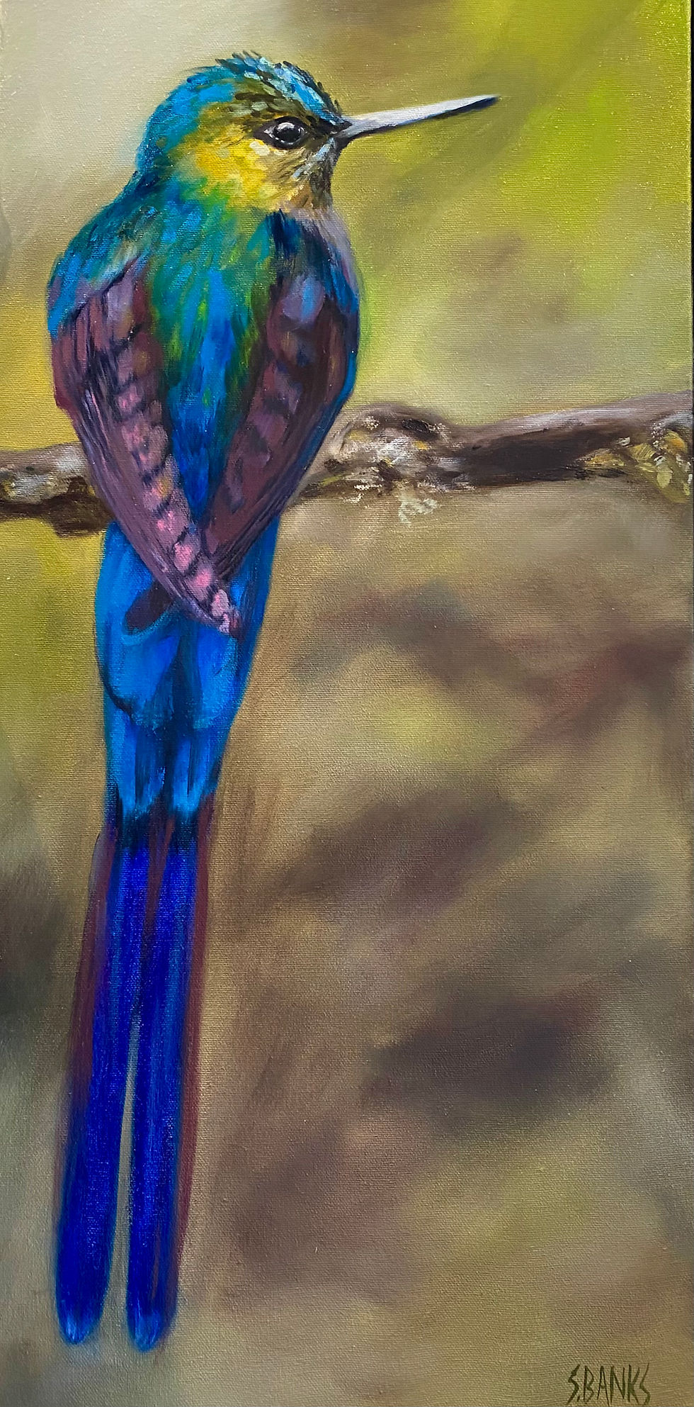 Long-Tailed Sylph Hummer