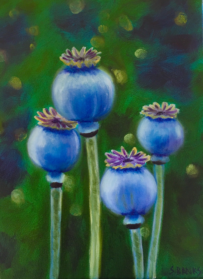 Mature Poppy Heads