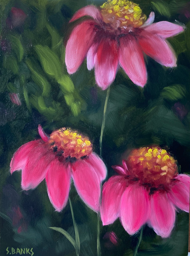 Pink Coneflowers