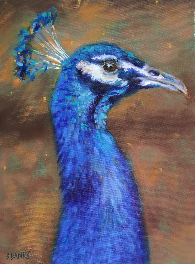 Proud Peacock