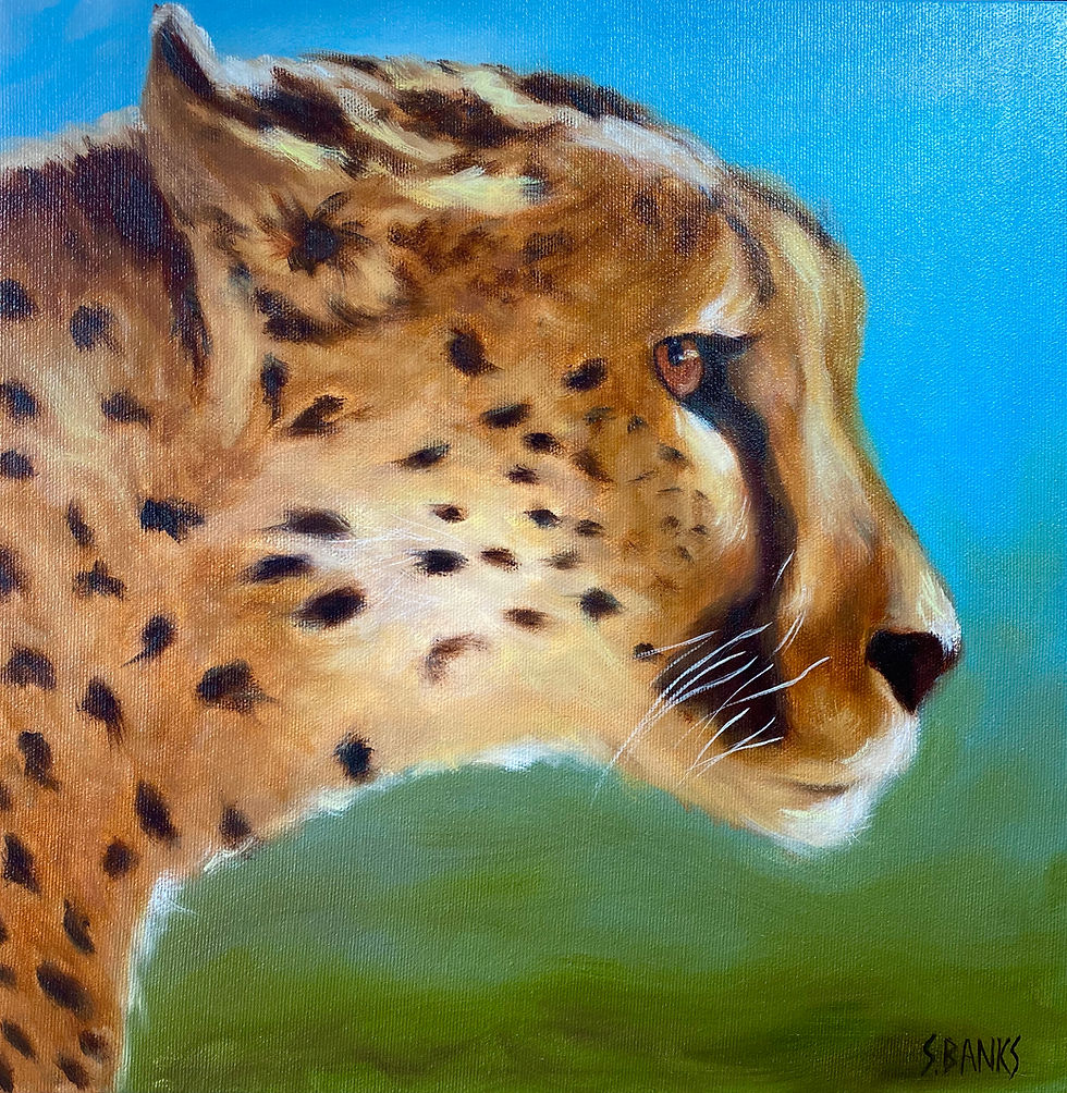 Cheetah