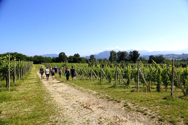 Escursione e camminata tra i vigneti in Franciacorta