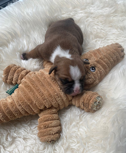 Welpe 2_Rüde_edited.jpg