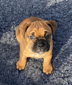 Ami ich wars nicht.jpg