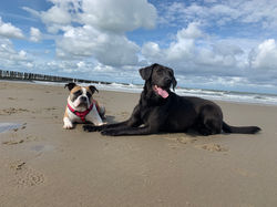 IMG_3891.jpeg