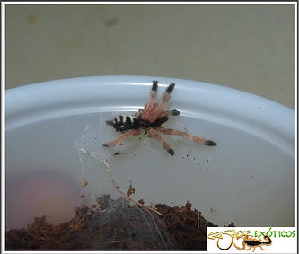 Pseudoclamois gigas muda retenida