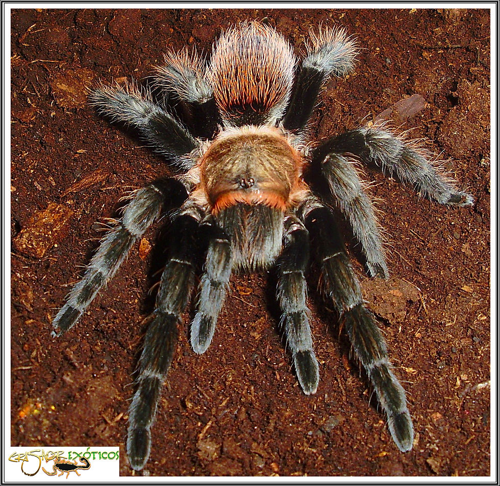 Tliltocatl sp.