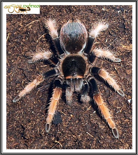 Brachypelma klaasi