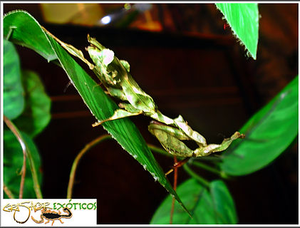 Mantis fantasma
