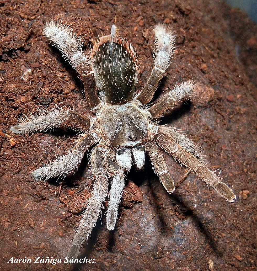 Cotztetlana sp.
