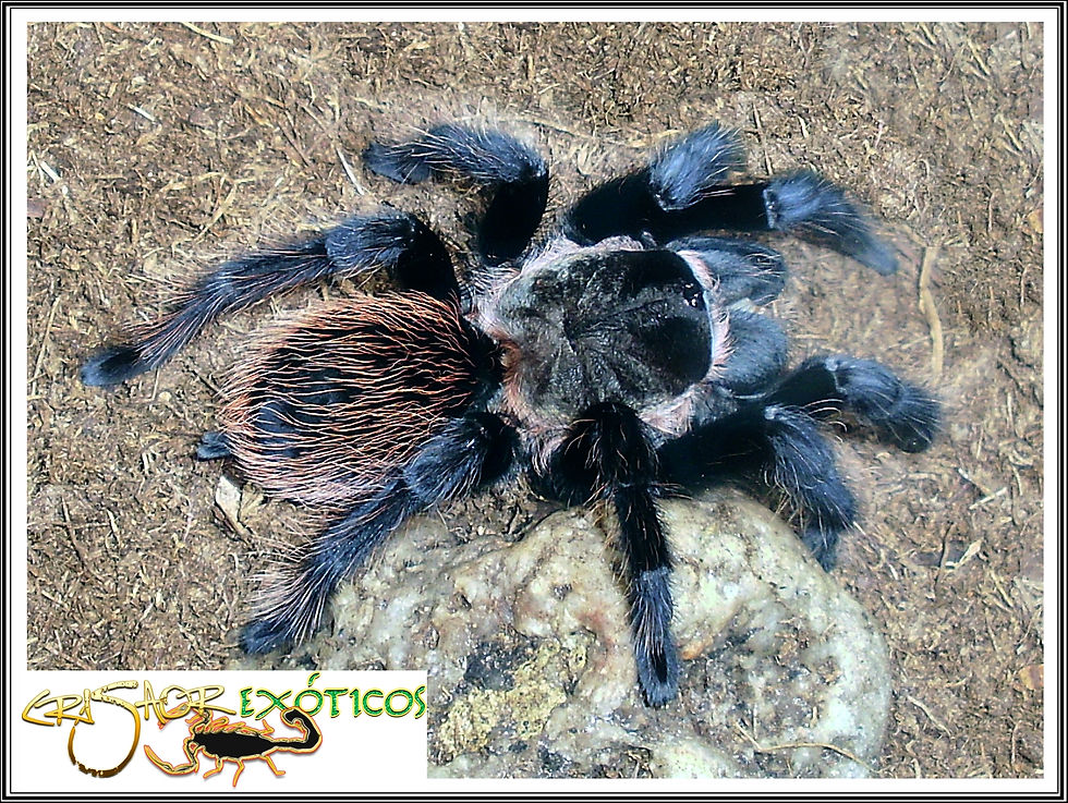 Tliltocatl sp.