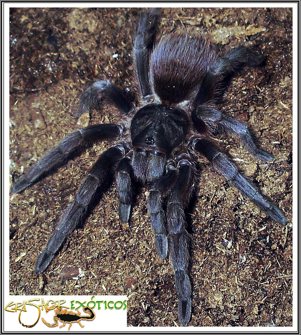 Theraphosidae sp.
