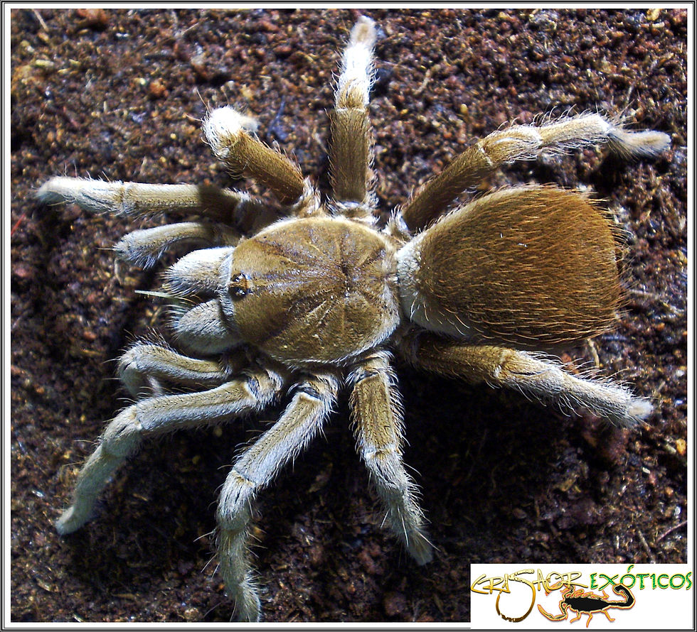 Acentropelma