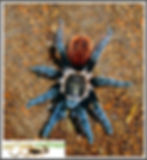 Tliltocatl kahlenbergi