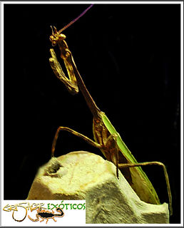 Mantis unicornio mexicana