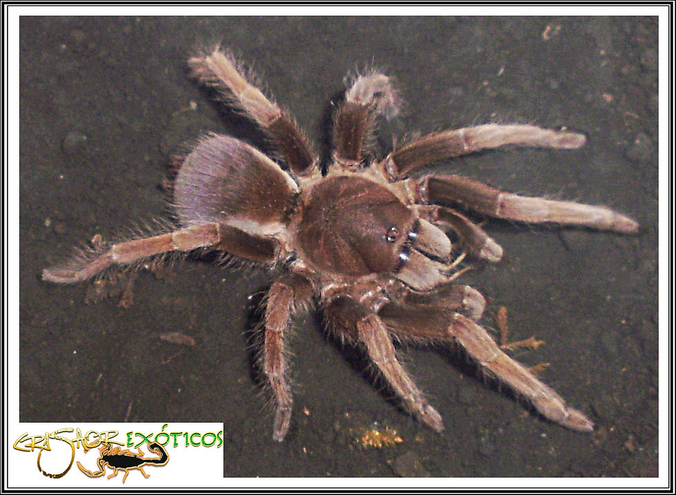 Pos. Citharacanthus sp.
