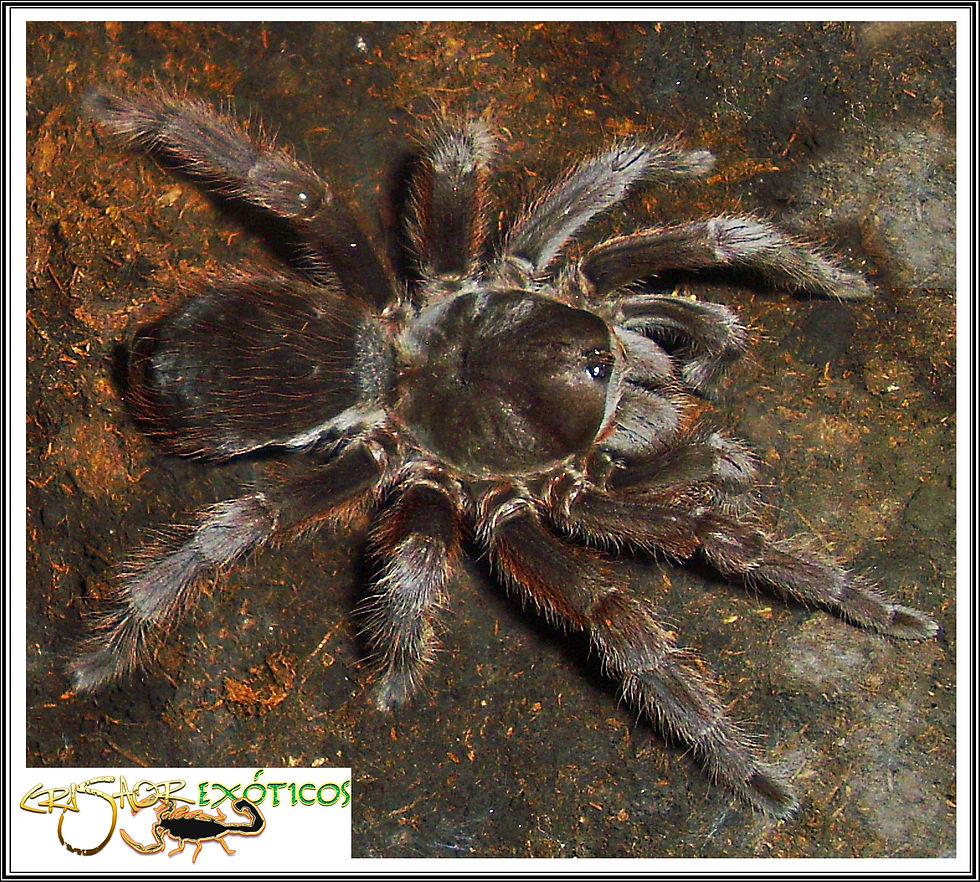 Aphonopelma sp.