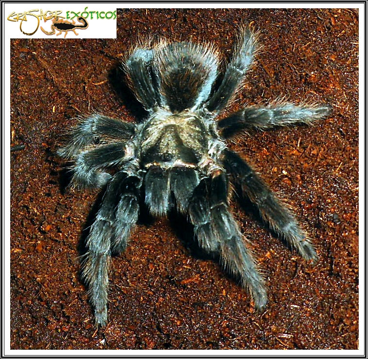 Aphonopelma sp.