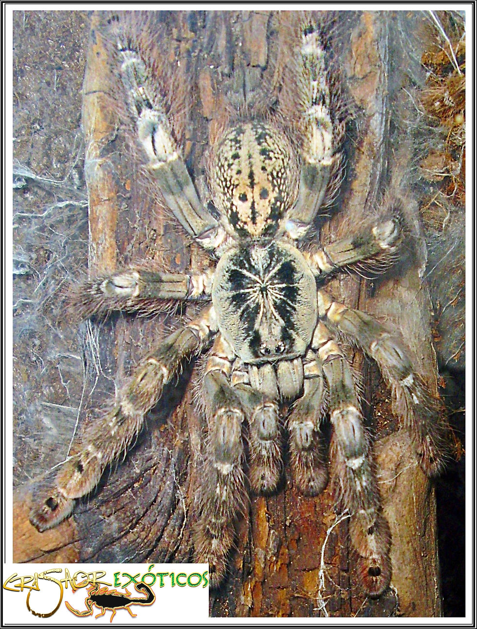 Tarántula babuino ornamental de Togo