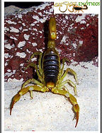 Hadrurus arizonensis