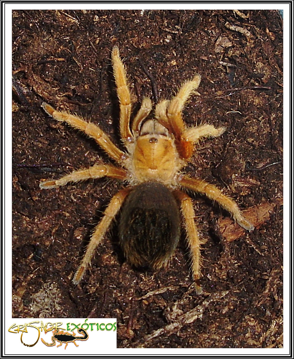 Aphonopelma sp.
