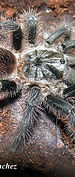 Grammostola grossa