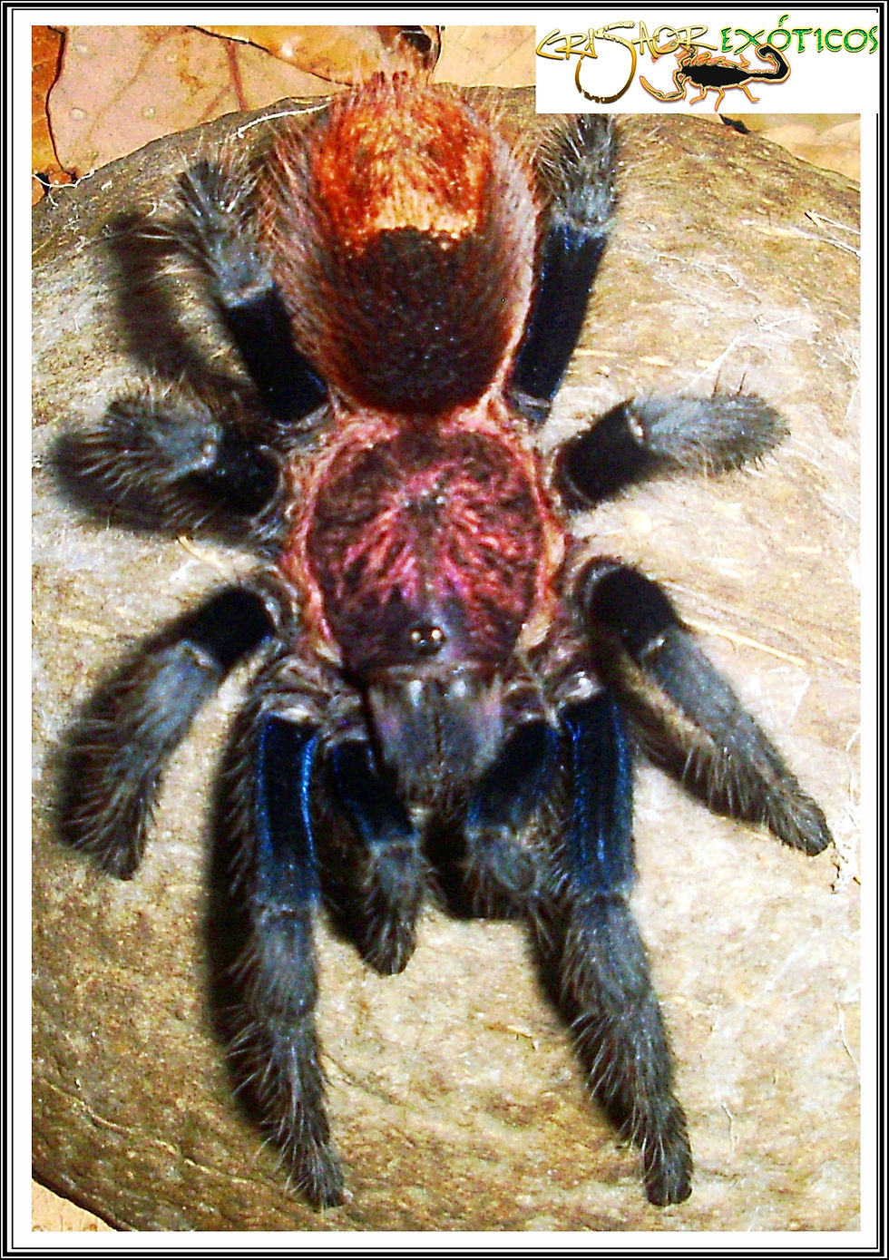Bonnetina sp.