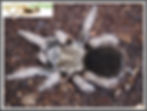 Aphonopelma hentzi