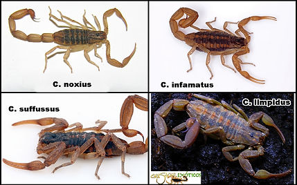 Centruroides mortales importancia médica escorpionismo