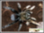 Aphonopelma sp.