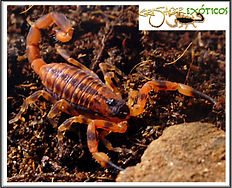 Babycurus jacksoni